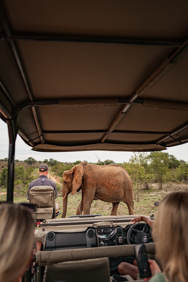 Safari Guide