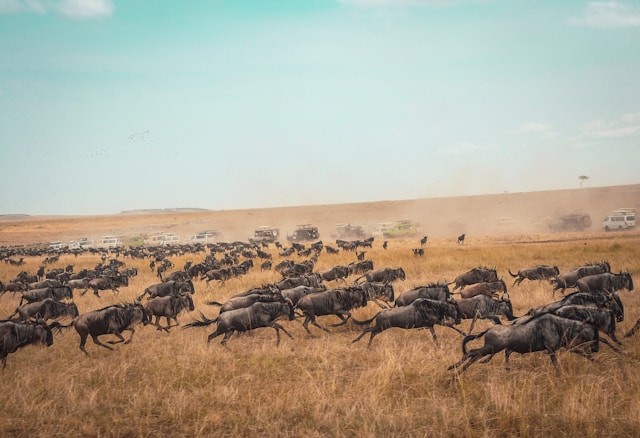 Visit Kenya