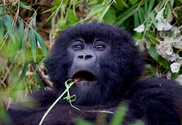Visit Rwanda