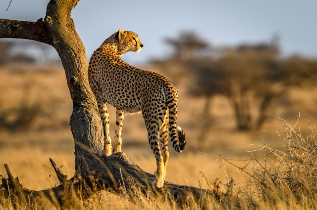 Visit Tanzania