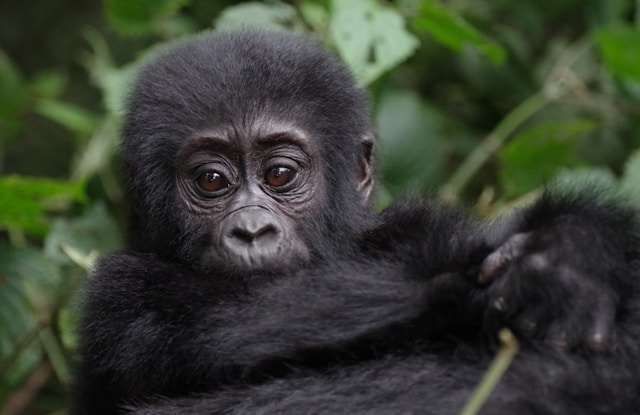 Visit Uganda