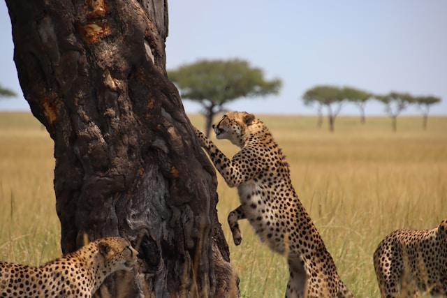 Photography