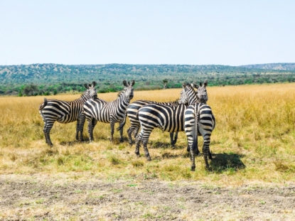 10 Days Rwanda Uganda Safari