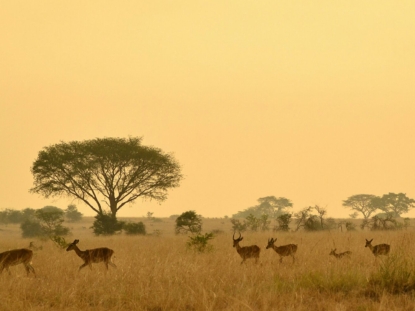 10 Days Uganda safari holiday