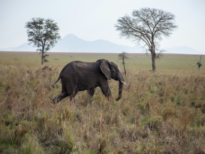 12 Days Uganda Wildlife Safari
