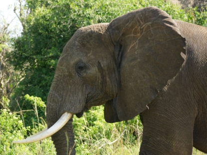 12 Days safari in Congo, Uganda and Rwanda