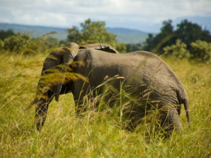 12 days Uganda safari adventure