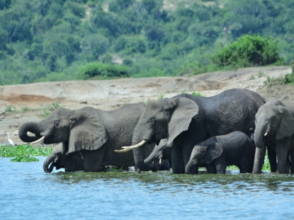 13 Days Uganda and Honeymoon Safari