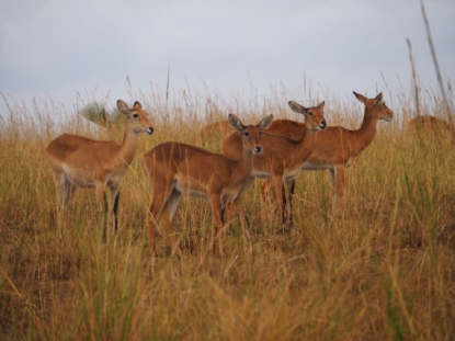 15-Day Uganda Safari