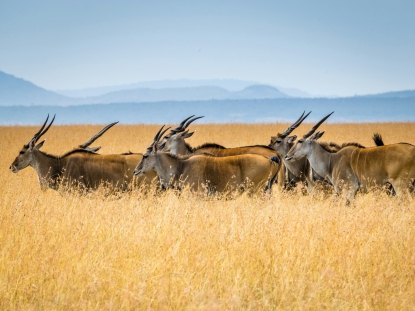 15 Days Safari in Kenya, Rwanda and Uganda