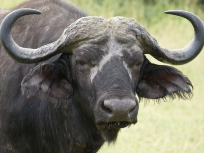 19 DAYS RWANDA AND UGANDA SAFARI