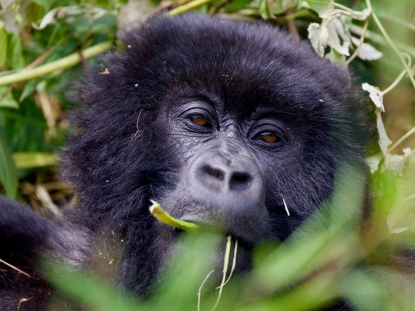 2 Days Gorilla Trek Uganda