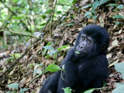 2 Days Rwanda gorilla trek