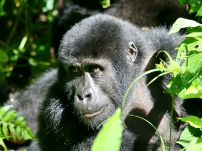 3 Days Bwindi Gorilla Trek