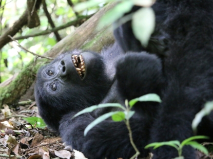 3 Days Fly in Gorilla Trekking Safari