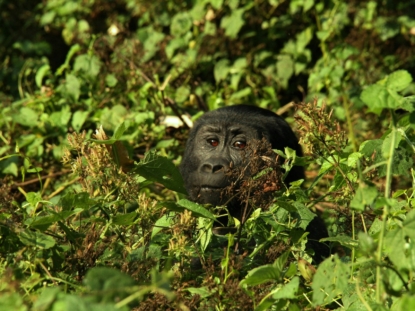 3 Days Gorilla Habituation experience in Bwindi