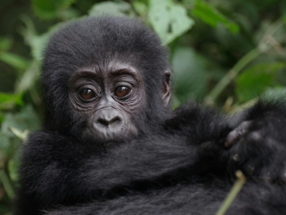 3 Days Rwanda Gorilla Tour