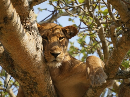 3 Days Wildlife Safari Queen Elizabeth National Park