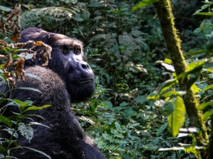 3 days gorilla tour in Mgahinga gorilla national park