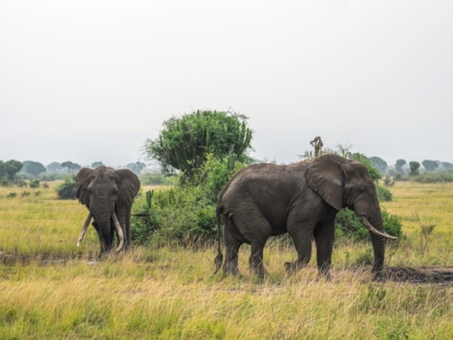 4 Days Gorilla trekking and Queen Elizabeth Safari