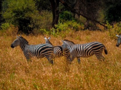 4 Days Lake Mburo & Gorilla Trek