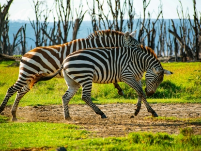 4 Days Masai Mara & Lake Nakuru