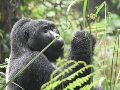 4 Days Rwanda Primate Safari