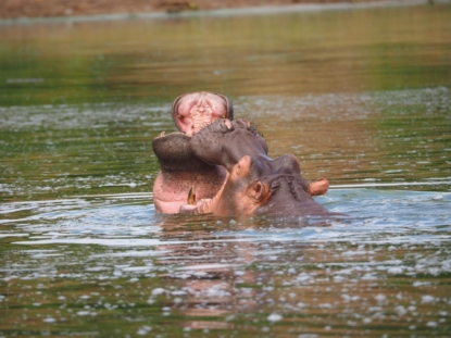 4 Days Tour to Lake Mburo & gorilla trekking in Bwindi