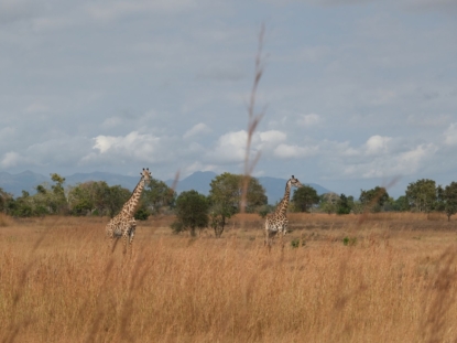 4 Days Uganda Safari to Kidepo National Park