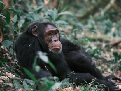 5 Days Rwanda Primate Tour