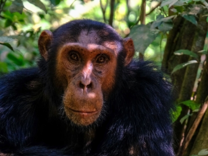5 Days Uganda Primate Safari
