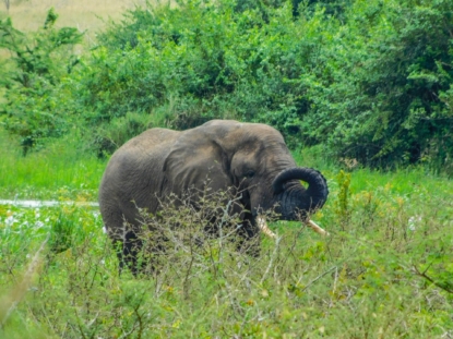 7 Days Rwanda Safari Tour