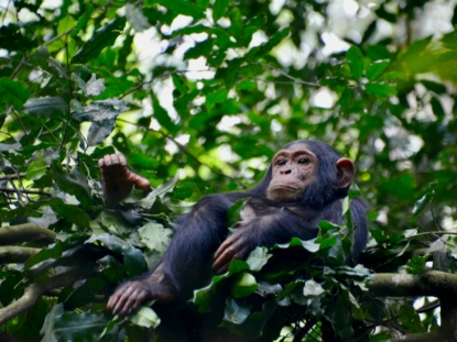7 Days Rwanda Uganda Safari