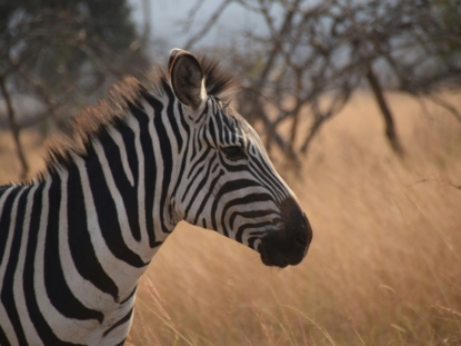 7 Days Rwanda Wildlife Safari