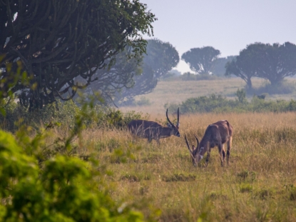 7 Days Uganda Safari Adventure