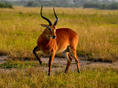 8 Days Best of Uganda Safari