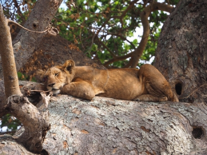 Gorilla Safari & Lion Tracking