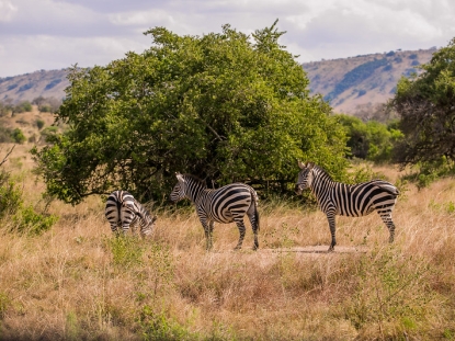 Akagera National Park