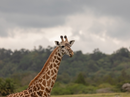 Tanzania's Highlands and Crater Walks