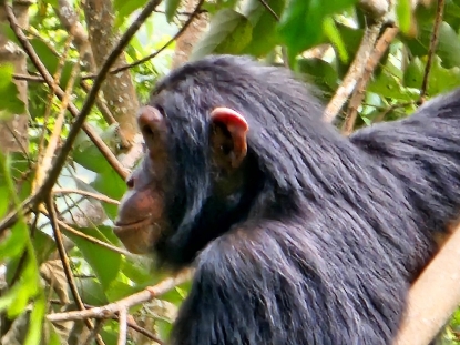 Gombe and Mahale, Tanzania