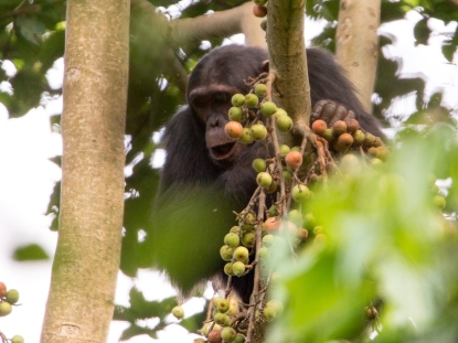 Nyungwe Forest, Rwanda