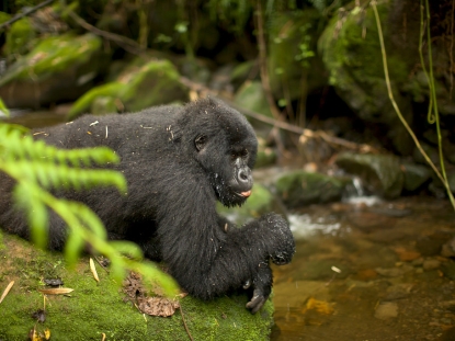 Gorilla Trekking in Uganda