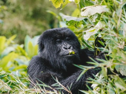 Gorilla Trekking in Rwanda