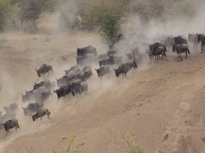 Great Migration in Kenya