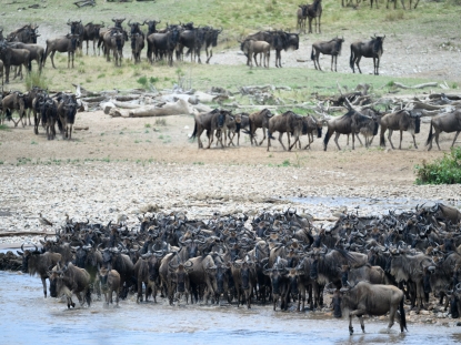 The Great Migration in Tanzania