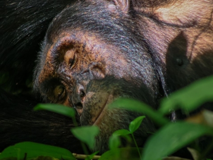 Kibale Forest: the Primate Capital