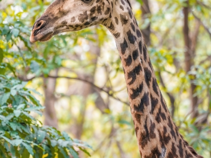 Lake Manyara National Park