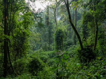 Canopy Walks in Rwanda