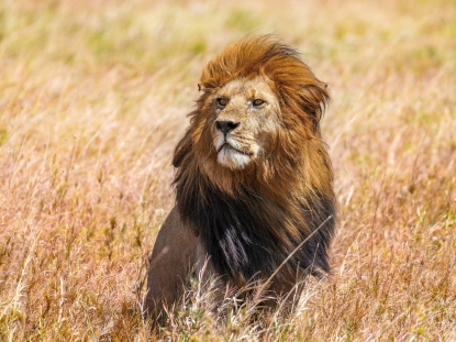 The Serengeti and Mara for Big-Cat Watching