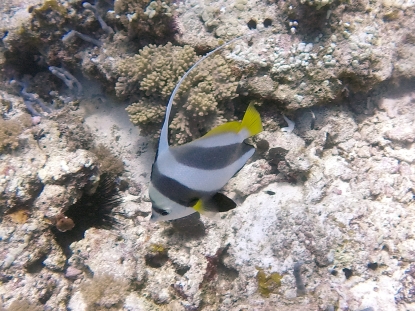 Scuba Diving in Tanzania
